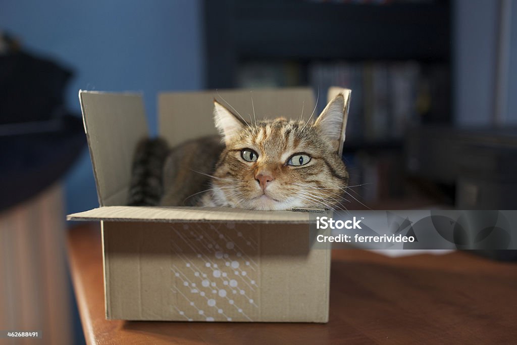 cat in a box Animal Stock Photo
