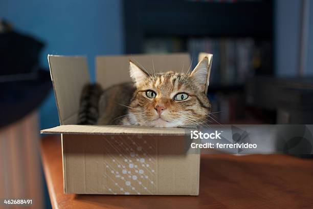 Cat In A Box Stock Photo - Download Image Now - Animal, Animal Body Part, Animal Whisker