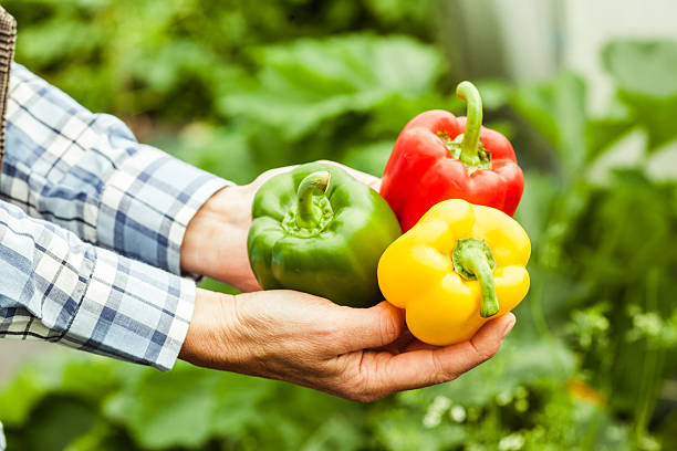 istock Woman holding three colourful fresh peppers 462688523