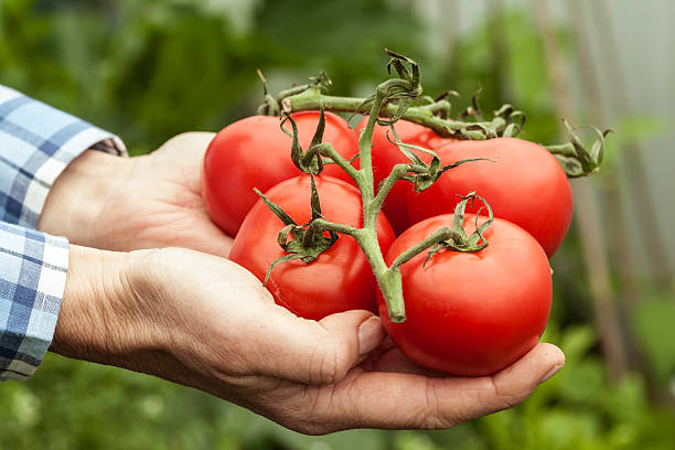 istock Woman holding fresh vine tomatoes 462688899