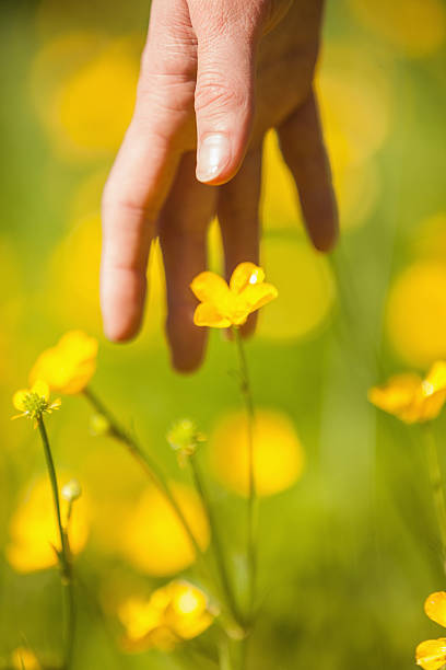 istock Hand reaching down to a yellow flower in  meadow 462688949