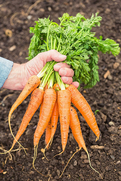 istock Close up of a man presenting carrots 462688951