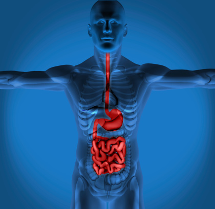 Human digestive system and gastrointestinal tract with microvilli of the small intestine or bowel 3D rendering illustration. Anatomy, medical, biology, microbiology, science, healthcare concepts.