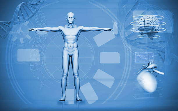 istock Medical digital interface of human figure brain and heart 462701877