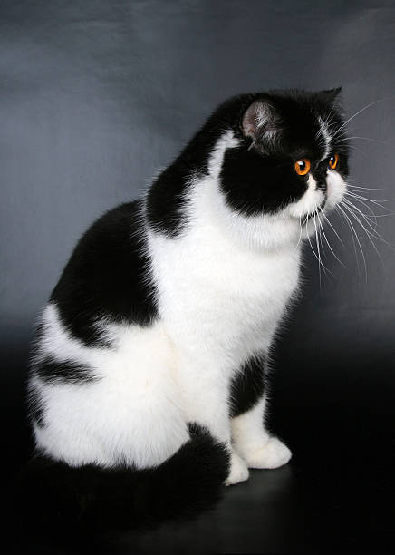 istock Exotic black and white cat sitting 462719297