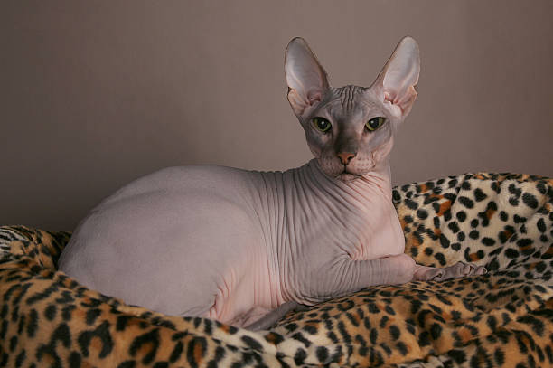 Gray don sphinx cat laying Gray don sphinx cat laying sphynx hairless cat stock pictures, royalty-free photos & images