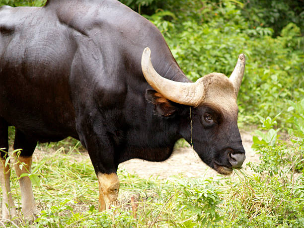 istock photo of Gaur / bull 462724847