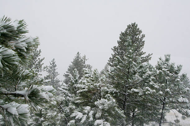 Photo of Snow on Pines