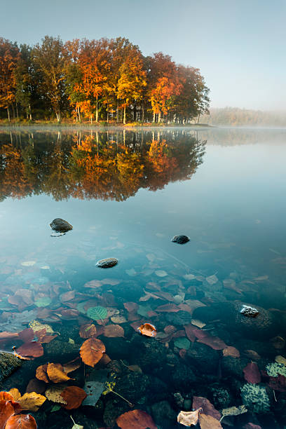 istock Colourful Autumn Forest reflecting in Calm Lake at Sunrise 462729485