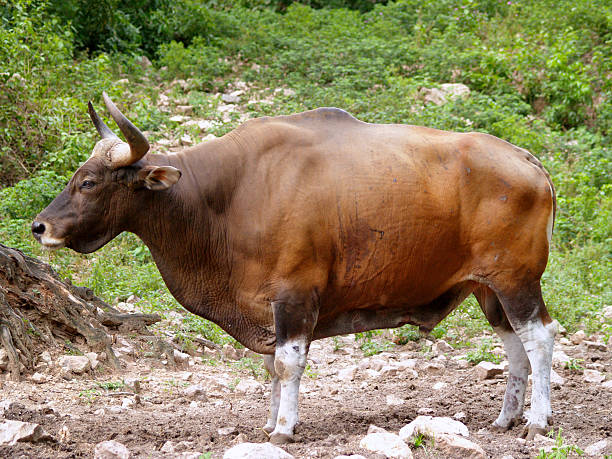 istock photo of Gaur / bull 462738145