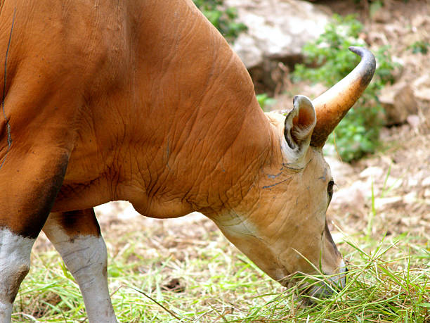 istock photo of Gaur / bull 462738439