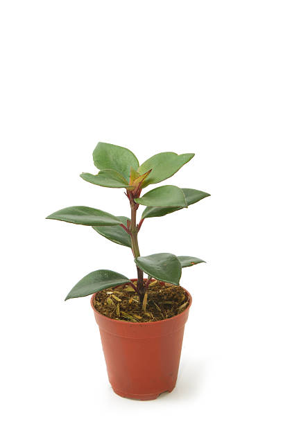 istock House plants with green leaves in  pot 462738945