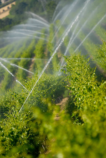 irygacja - irrigation equipment crop agricultural sprinkler homegrown produce zdjęcia i obrazy z banku zdjęć