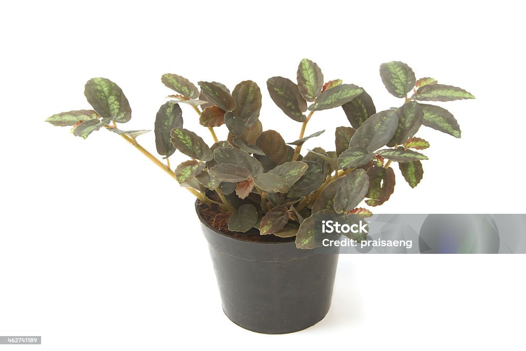 House plants with green leaves in  pot Botany Stock Photo