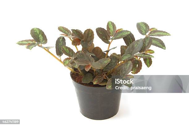 House Plants With Green Leaves In Pot Stock Photo - Download Image Now - Botany, Creeper Plant, Cut Out