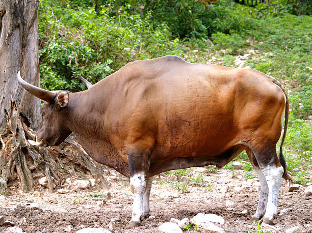 istock photo of Gaur / bull 462741439