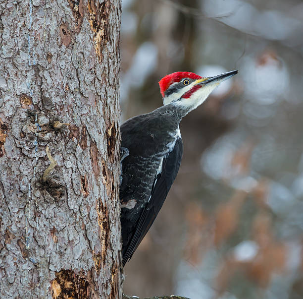istock Pileated Woodpecker in Winter 462742703