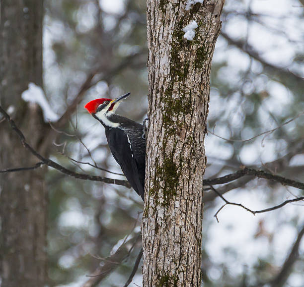 istock Pileated Woodpecker in Winter 462742711