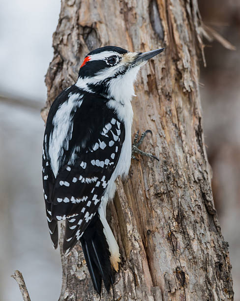 istock Male Hairy Woodpecker in Winter 462742731