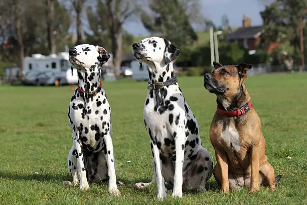 Photo of Three sitting dogs