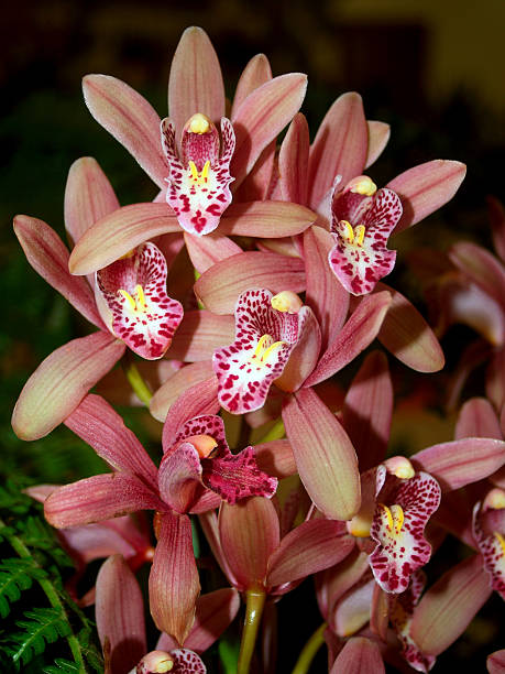 istock beauty Orchid Flower 462754545
