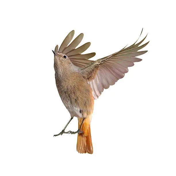 Female of redstart bird flying isolated on a white background