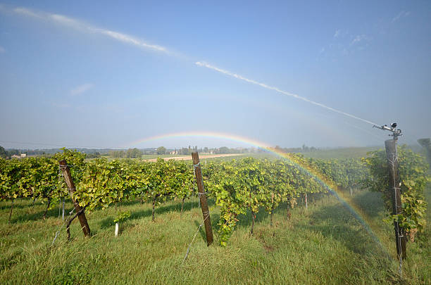 irygacja - irrigation equipment crop agricultural sprinkler homegrown produce zdjęcia i obrazy z banku zdjęć