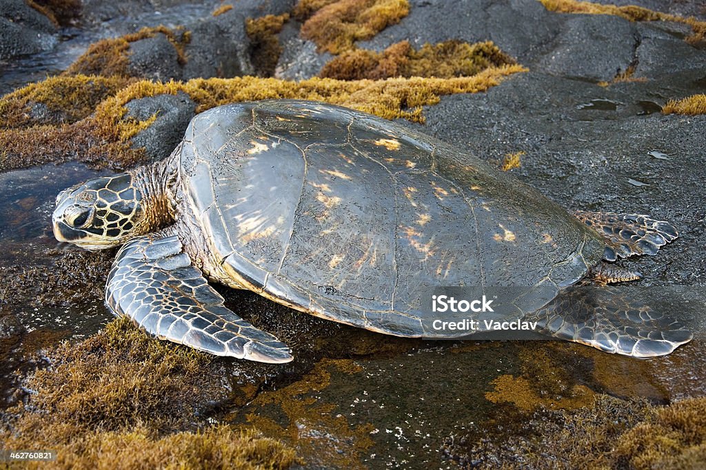 Big green turtle on Hawaii Animal Stock Photo