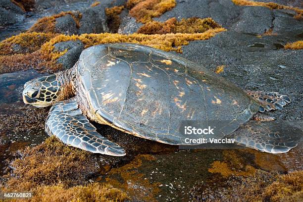 Big Green Turtle On Hawaii Stock Photo - Download Image Now - Animal, Big Island - Hawaii Islands, Hawaii Islands