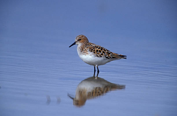 istock Little stint, Calidris minuta 462761187