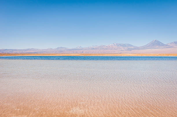 Cejar laguna de Atacama - foto de stock