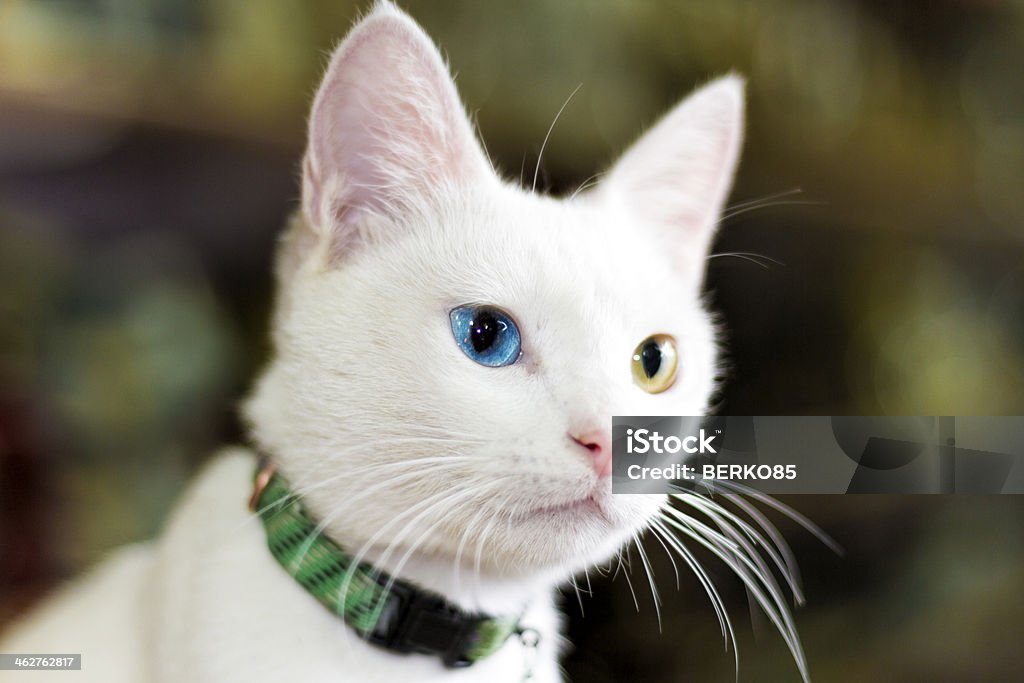 Lovely Van Cat Lovely Van Cat with colorful eyes Beckoning Stock Photo