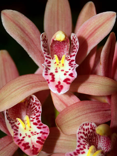 istock beauty Orchid Flower 462763081