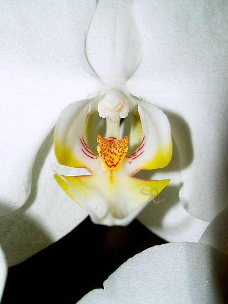 istock beauty Orchid Flower 462763621