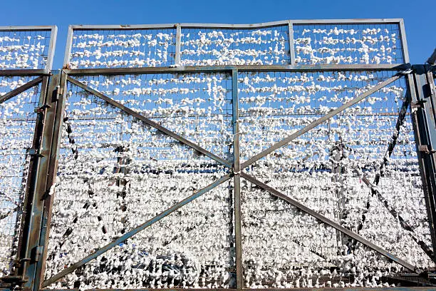 Cotton fruits on the wire grid of cotton trailer