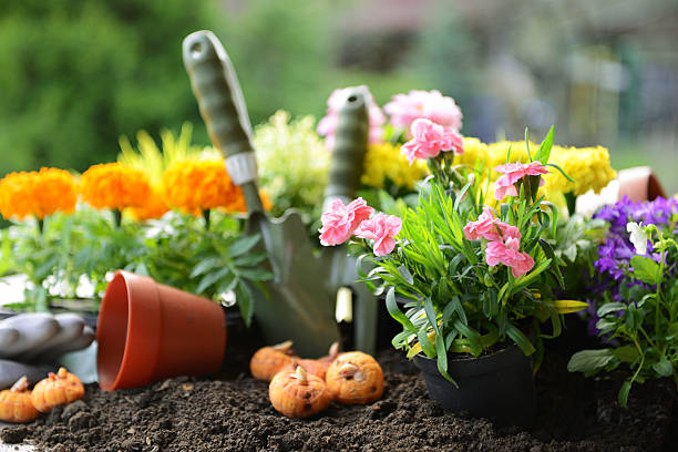 istock flowers in the garden 462764197