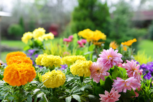 dahlias and marigolds