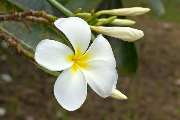 istock White frangipani flowers 462765147