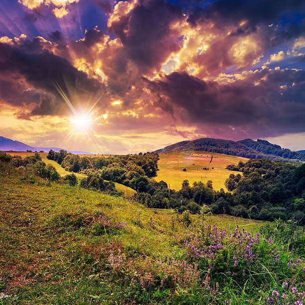 istock coniferous forest on a steep mountain slope at sunset 462765799
