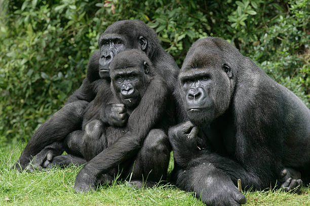 Western lowland gorilla, GorillaA gorillaB