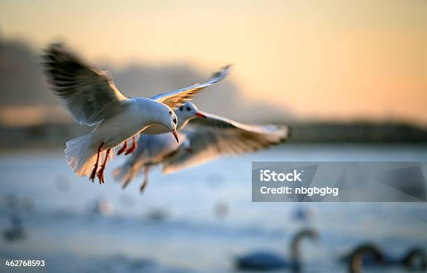 Gulls - Fotografias de stock e mais imagens de Animal - Animal, Animal selvagem, Fotografia - Imagem