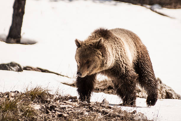 istock Grizzly Bear tiptoes through the snow 462769193