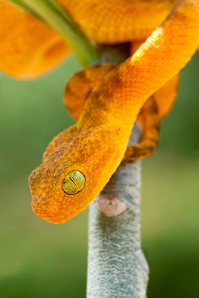 istock Baby Green Bush Viper Descending from Tree 462772945
