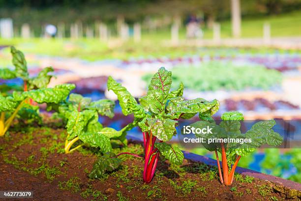 Hydroponic Verdura In Un Giardino - Fotografie stock e altre immagini di Agricoltura - Agricoltura, Alimentazione sana, Ambientazione esterna