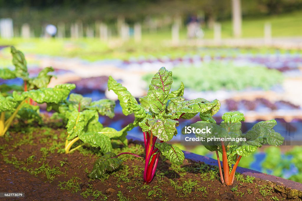 Hydroponic vegetable in a garden. Young plants growing in a very large plant nursery in the north thailand ( Doi Angkhang ) Agricultural Field Stock Photo