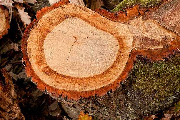 istock Rings of time 462778139