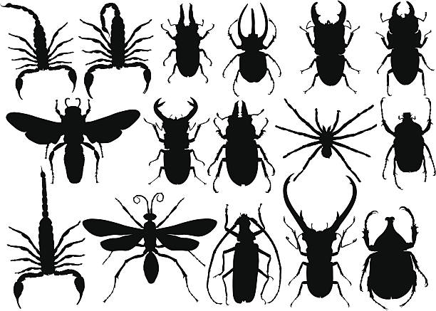 Insects silhouette