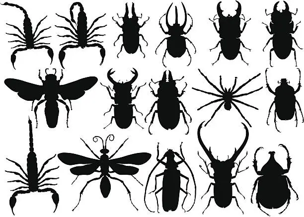 Vector illustration of insect
