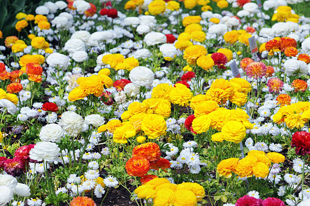 ranúnculo flor - hohe qualität imagens e fotografias de stock