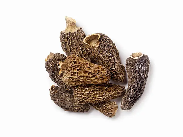 Morel Mushrooms  -Photographed on Hasselblad H1-22mb Camera